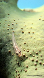 Goby Love - Canon S95 shooting with no flash, no strobe, ... by Tim Ho 